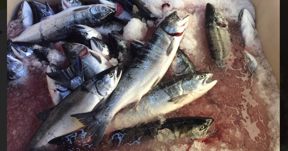 Fresh Wild Salmon for 5 in Bellingham, WA For Sale & Free — Nextdoor