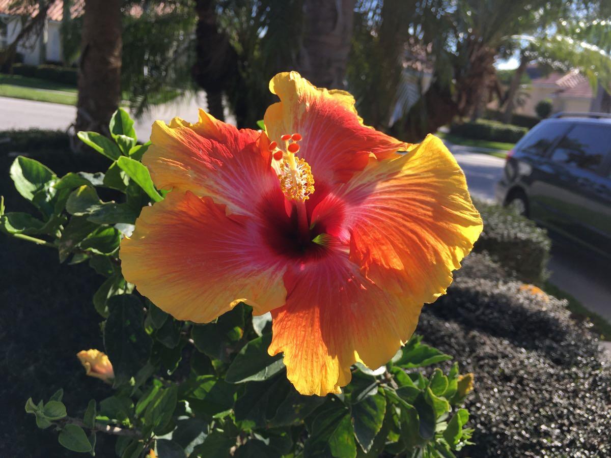 Driftwood Garden Center Florist Naples Fl Fasci Garden