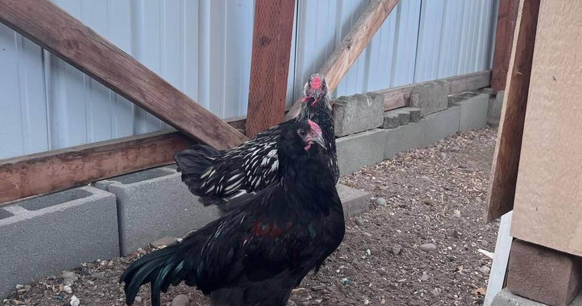 Chickens for Free in Spokane, WA For Sale & Free — Nextdoor