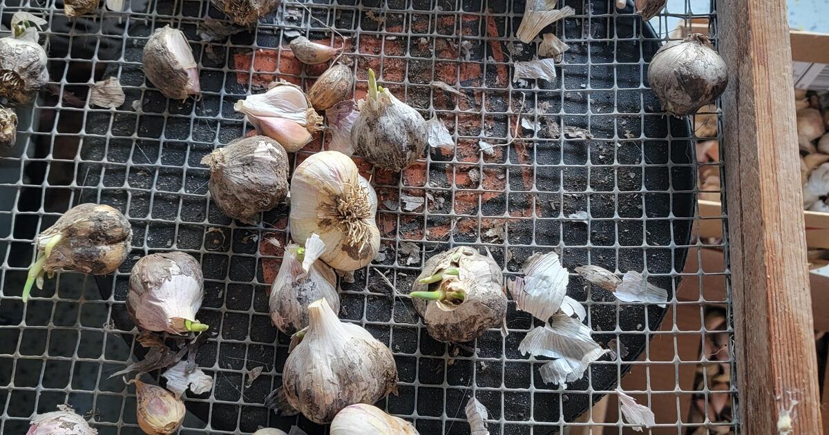 Garlic Bulbs For Planting for Free in Renton, WA For Sale & Free