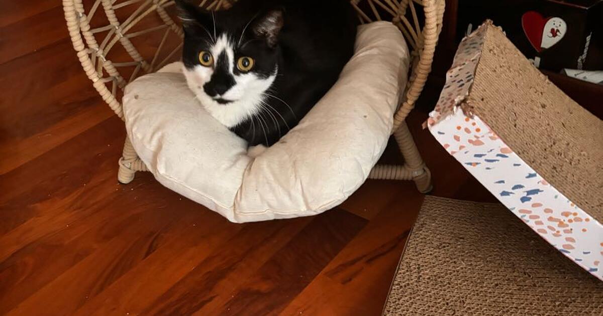 Cats for Free in Stafford, TX For Sale & Free — Nextdoor