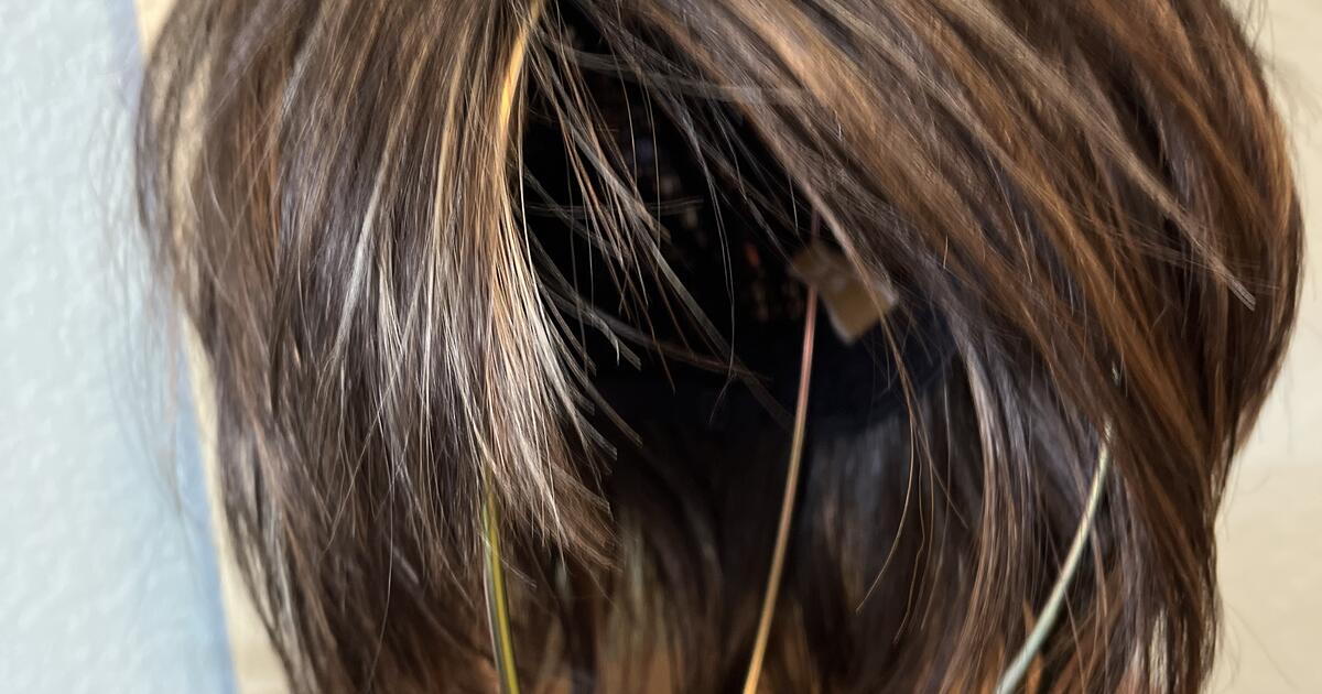 Brand new merle, Norman chocolate swirl wig for 250 in Colorado