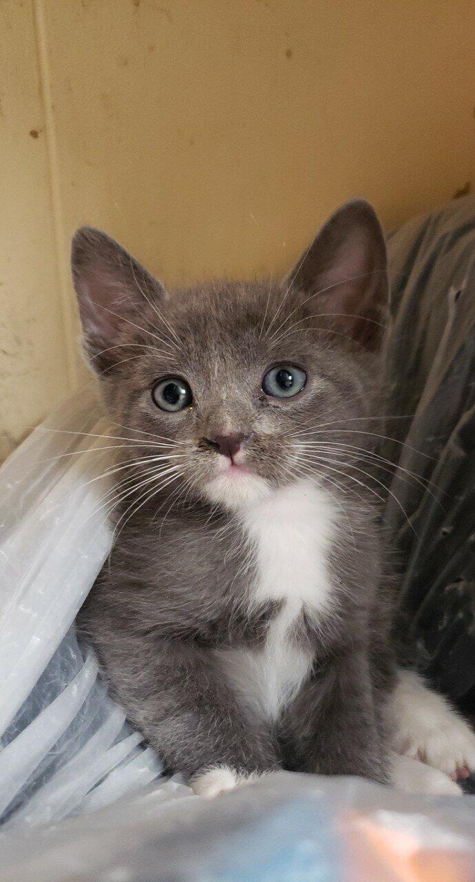 KITTENS Needing Forever HOMES for 50 in Anchorage, AK For Sale