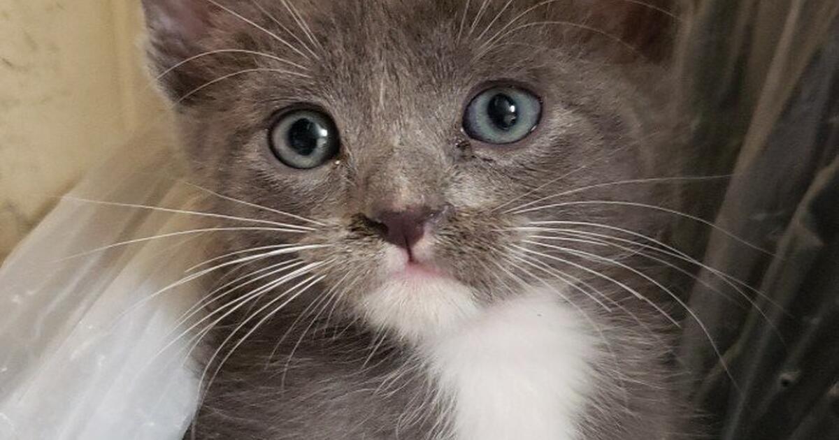 KITTENS Needing Forever HOMES for 50 in Anchorage, AK For Sale