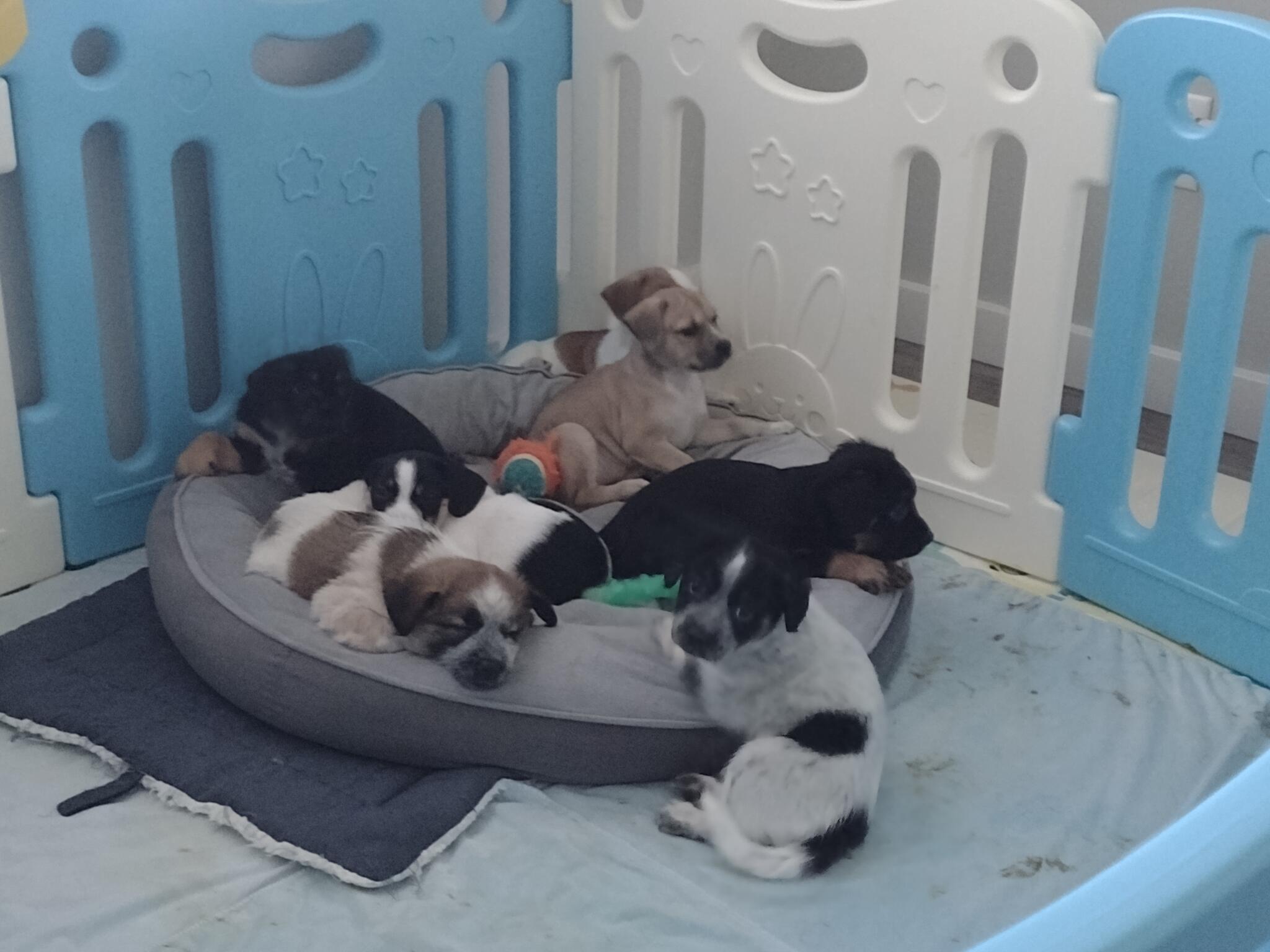 Humane Society Cedar Creek Dog Beds Open Farm Beef Dry Dog Food In