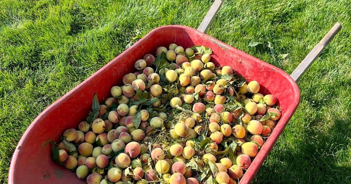 Millions of peach’s, peach’s for free! for Free in Grand Rapids, MI