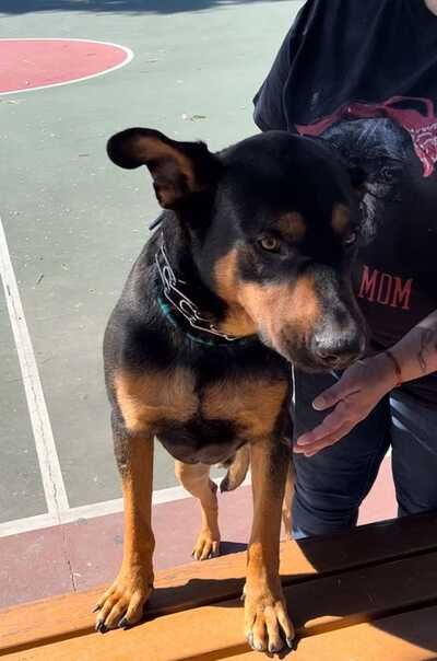 Downey road animal hospital 2025