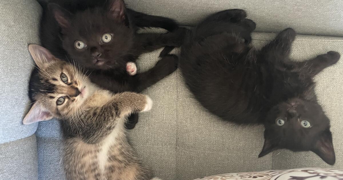 Free kittens! for Free in Monticello, MN For Sale & Free — Nextdoor