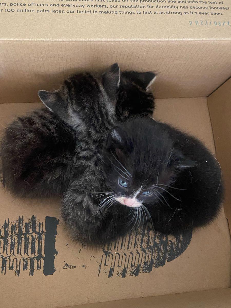 Cheap free kittens in the bronx Clearance