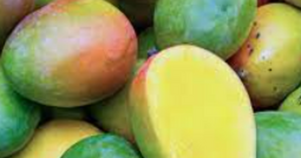 Mangos for Free in Miami, FL For Sale & Free — Nextdoor