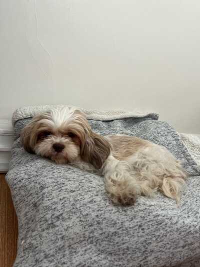 Calling all paws 2024 mobile pet grooming