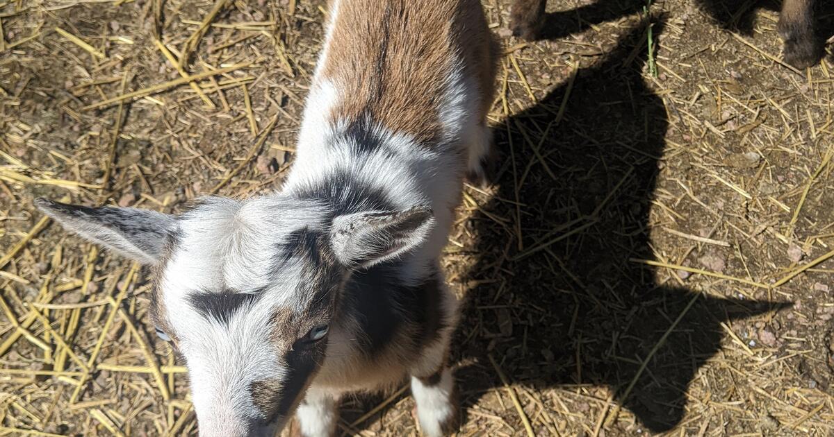 Mini baby goats for 75 in payson az for sale free nextdoor