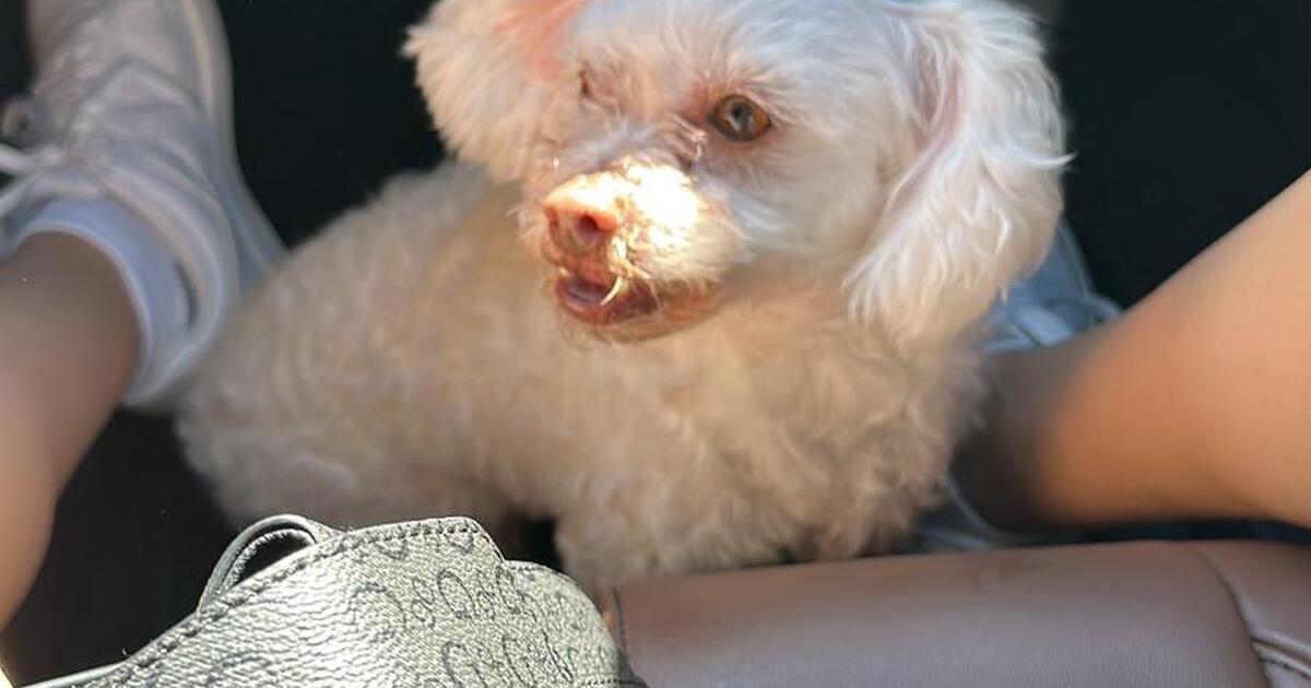 dogs for adoption for Free in Kissimmee, FL Finds — Nextdoor