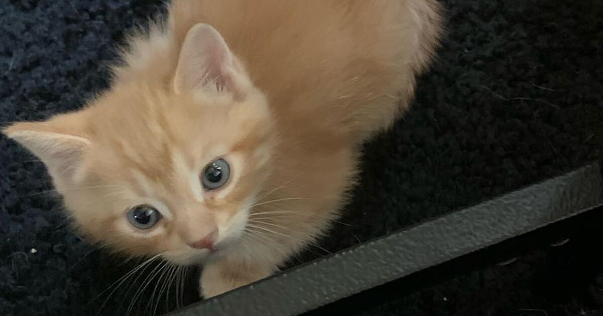 Newborn kittens need a home!! for Free in Fort Lauderdale, FL For