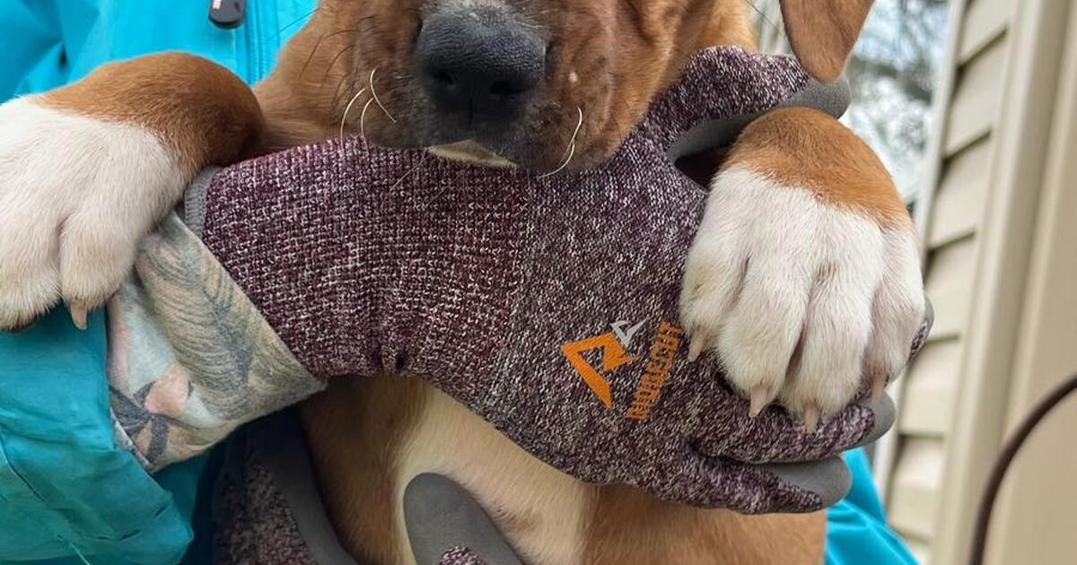 Puppies! for Free in Hernando, MS For Sale & Free — Nextdoor