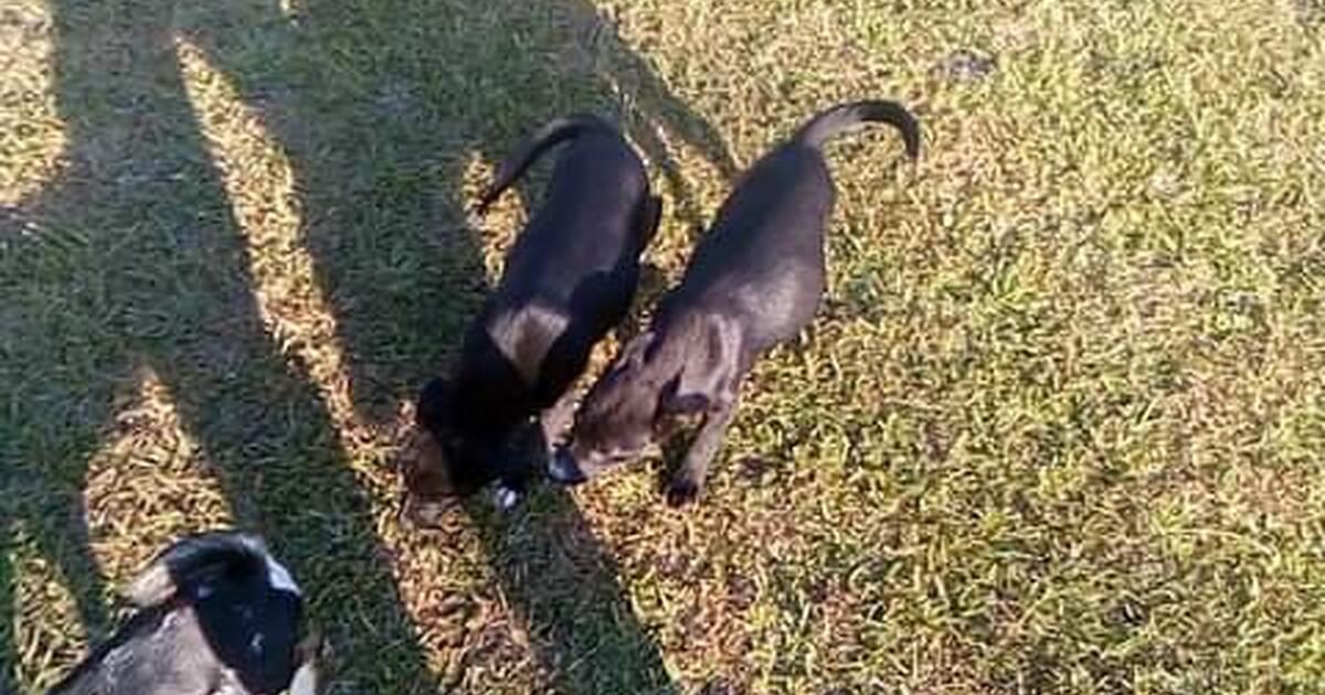 Puppies for Free in Picayune, MS Finds — Nextdoor