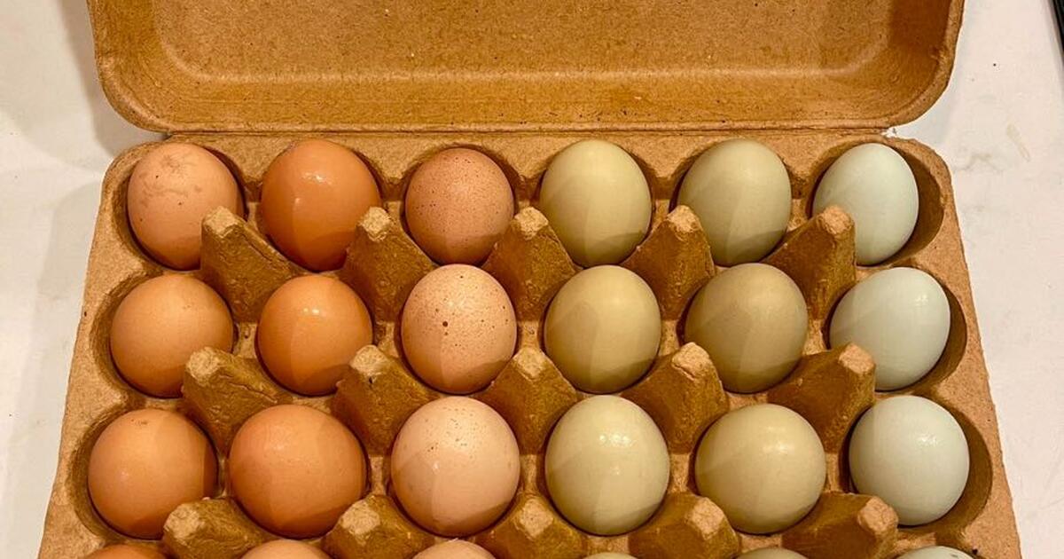 Farm fresh organic eggs for 5 in Issaquah, WA For Sale & Free — Nextdoor