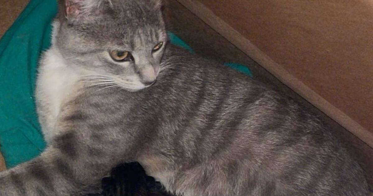 Free cats and kittens for Free in Erie, PA For Sale & Free — Nextdoor