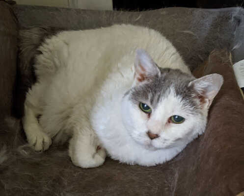 Hollywood feed cat clearance food