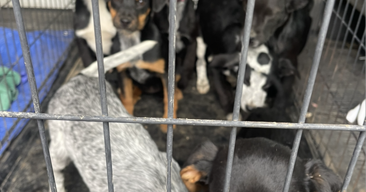 Dogs for Free in Acton, CA Finds — Nextdoor