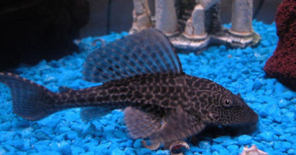 Large Pleco Fish for Free in Winston Salem, NC | For Sale & Free — Nextdoor