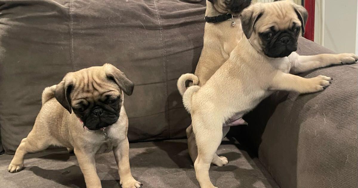 2 meses con su primer vacuna y desparasitado for 12345 in Anthony, NM For Sale & Free — Nextdoor