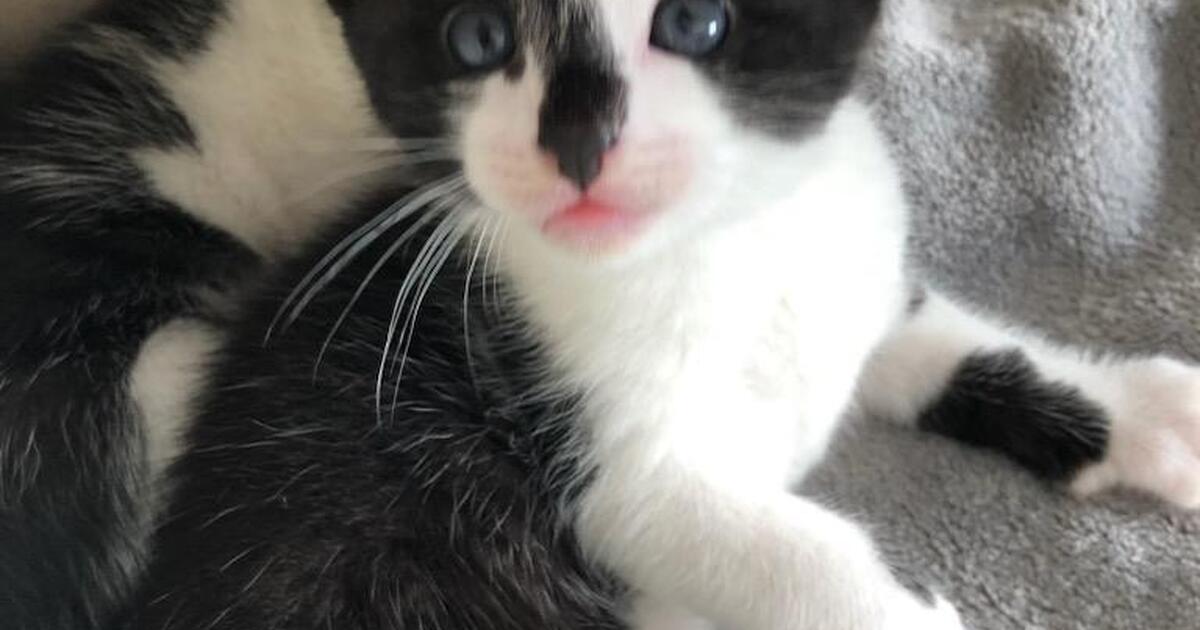 Kittens to a good home for 25 in ster, NY For Sale & Free — Nextdoor