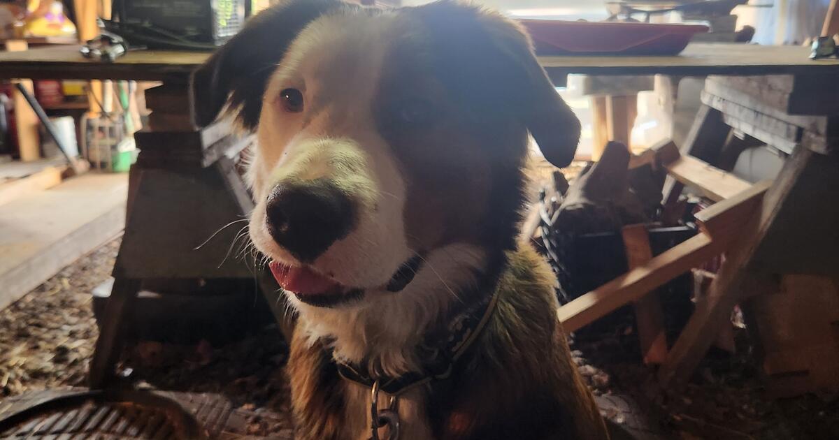 Discount Auto Repair for 50 in Sedro Woolley, WA For Sale & Free