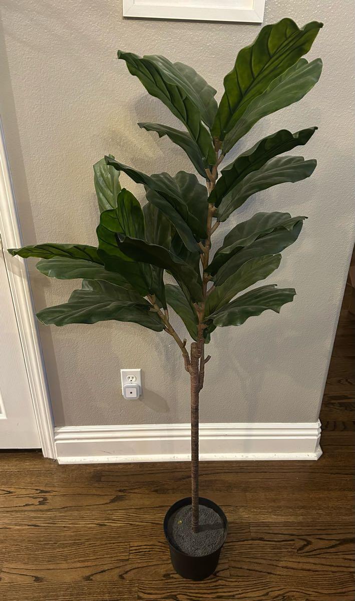 pictures house plants Monstera Deliciosa: Popular Live Plant - (6” Pot) – Easy Plant Care - Low  Maintenance House Plant for Home main image 0