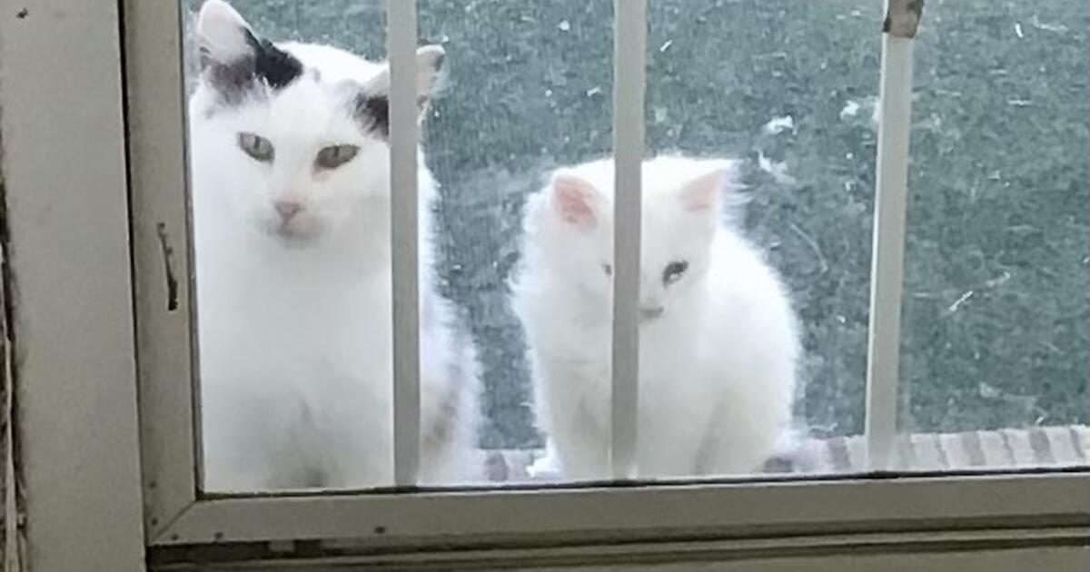 Free kittens need home for Free in Roanoke, VA For Sale & Free — Nextdoor