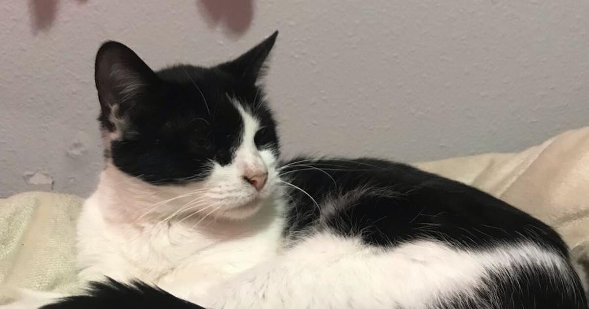 The best cat ever. for Free in Wylie, TX For Sale & Free — Nextdoor