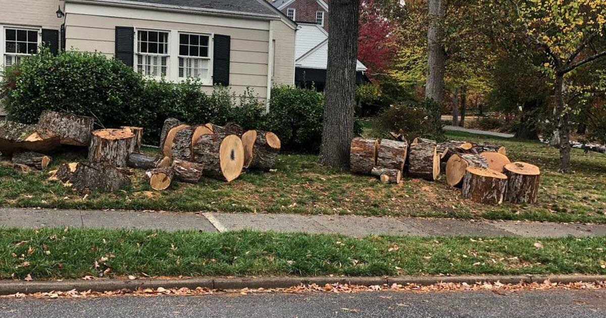 Free Firewood for Free in Greensboro, NC For Sale & Free — Nextdoor