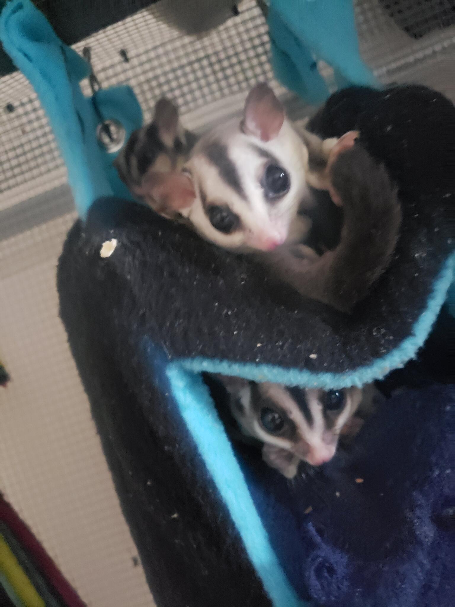 Rehoming 3 Sugar Gliders for 300 in West Dundee, IL For Sale & Free