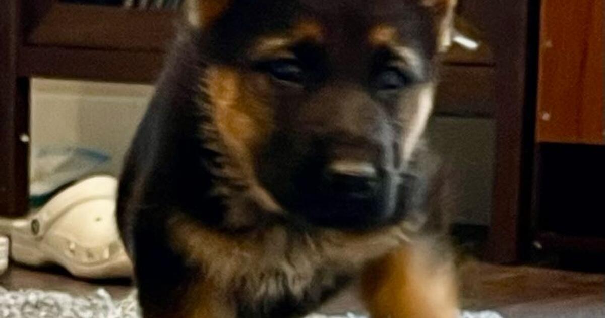 Sweet puppies looking new home in Bothell, WA For Sale & Free — Nextdoor