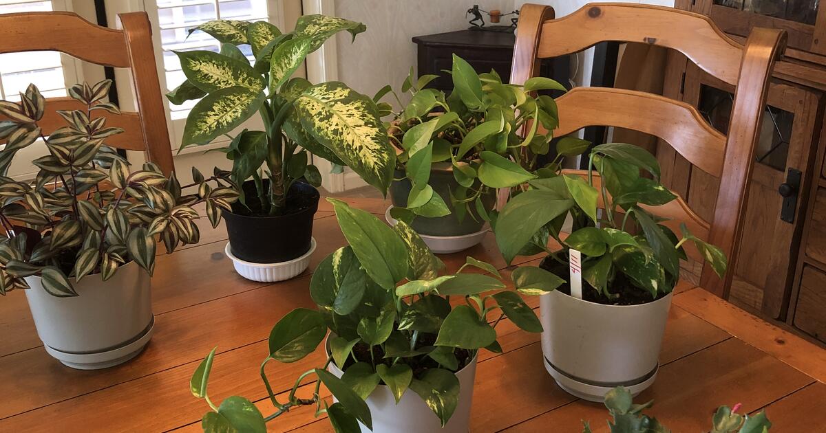 Indoor House plant sale $3-$12.00 for $1 in Sun Lakes, AZ | For Sale ...