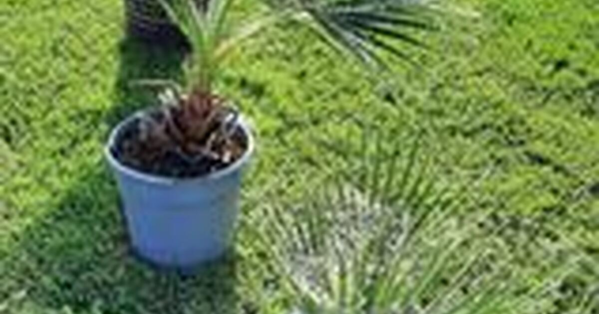 Palm and Date Palm trees for sale for Free in Yuma, AZ For Sale & Free — Nextdoor