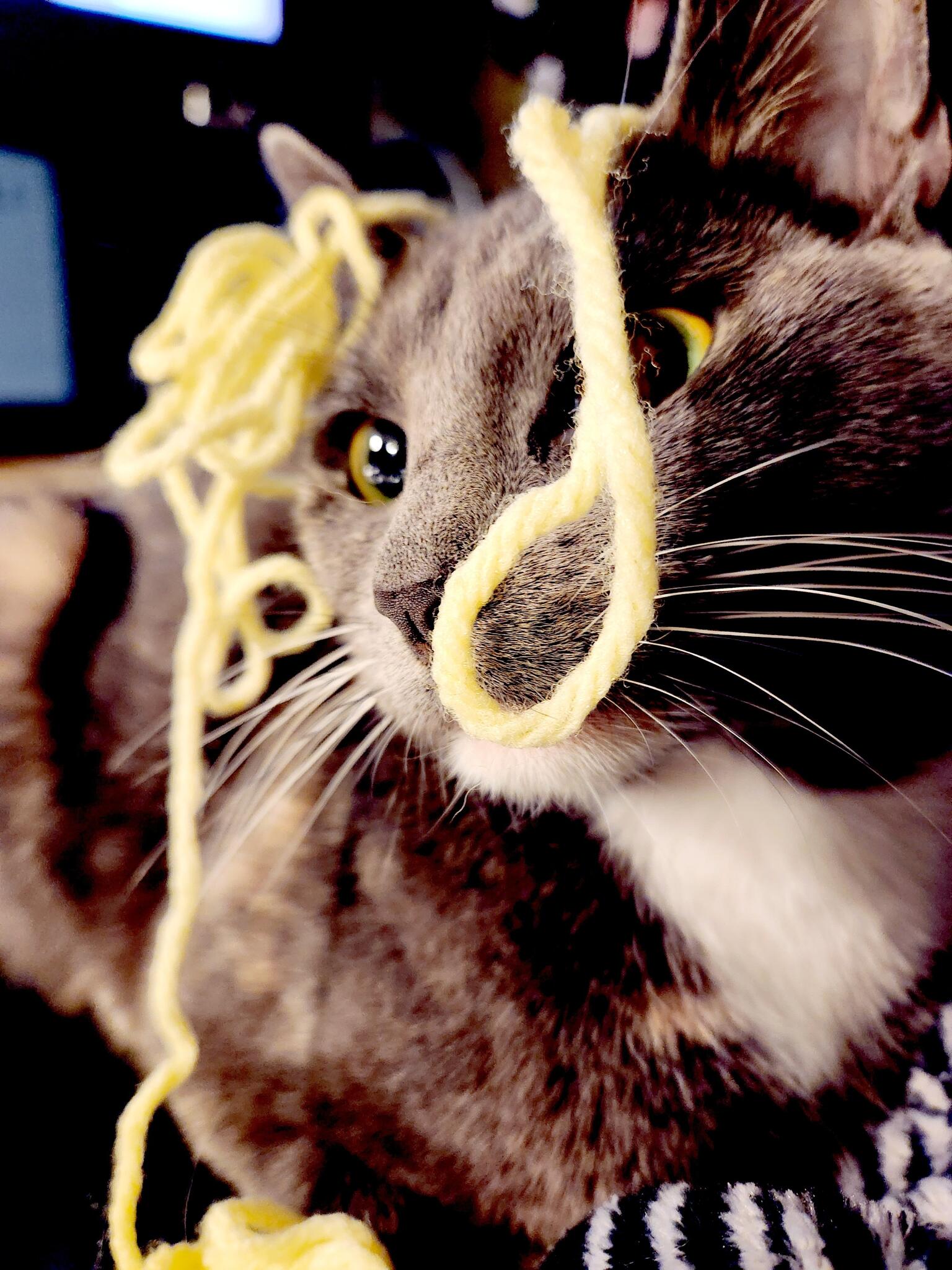 Rehoming My Cat for Free in Sacramento, CA For Sale & Free — Nextdoor