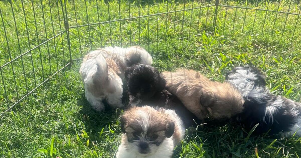 Free Shih Tzu puppies for Free in Richmond, TX | For Sale & Free — Nextdoor