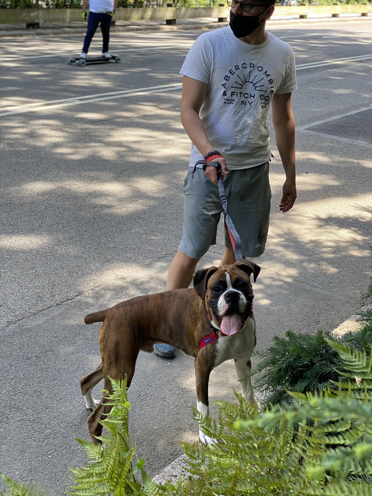About Bruno Dog Walker, Dog Walking in Upper East Side
