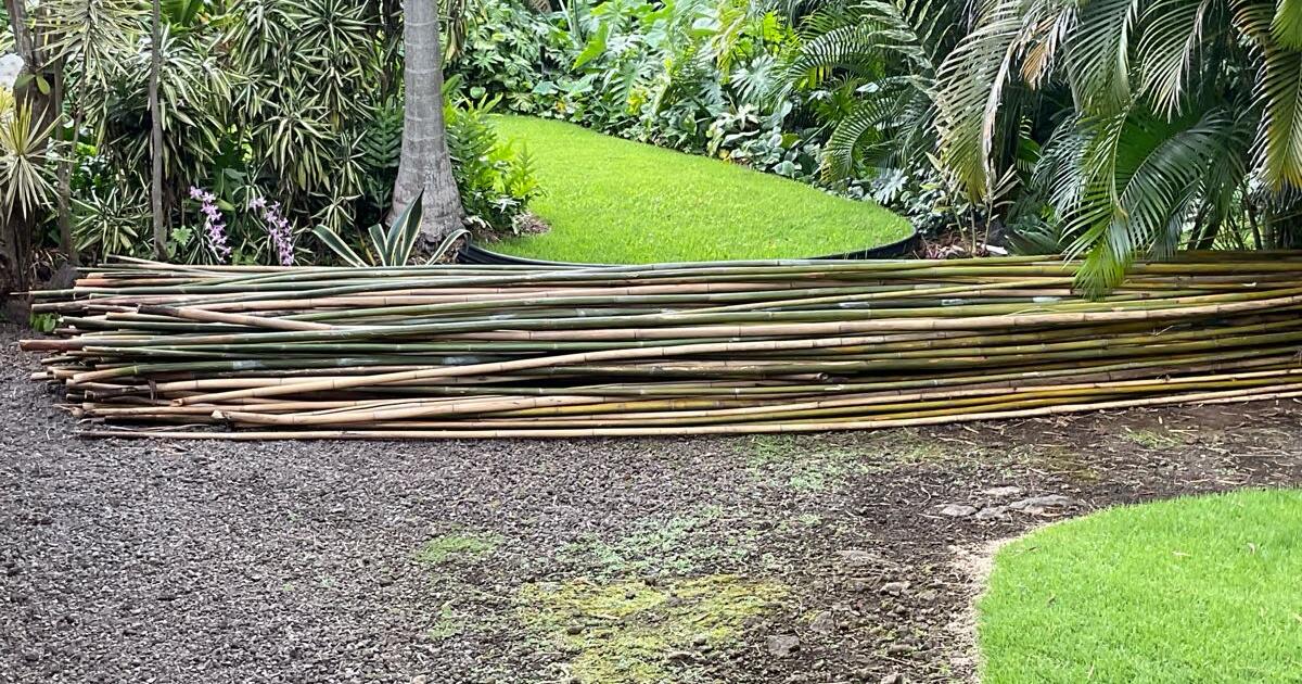 Free bamboo for Free in Kailua Kona, HI For Sale & Free — Nextdoor