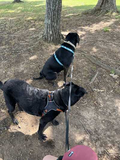 Petsense online dog harness