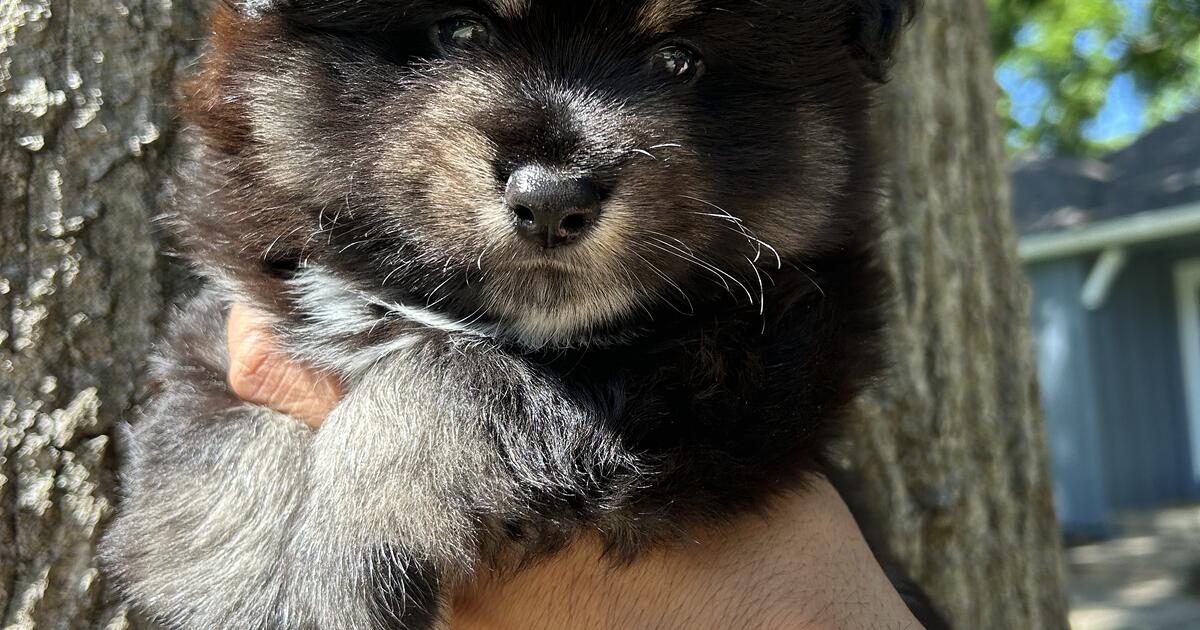 Male Pomsky Puppy in Prairie Village, KS | For Sale & Free — Nextdoor