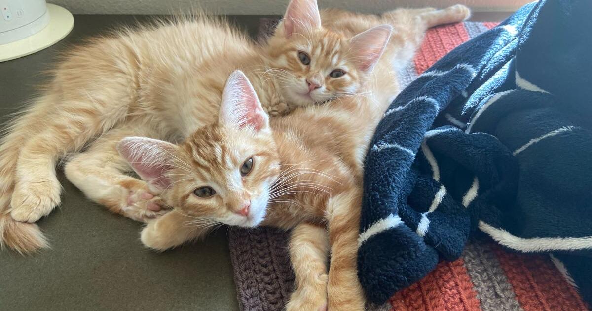 Kittens for Free in Boise, ID For Sale & Free — Nextdoor