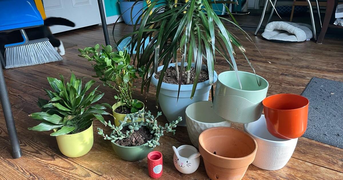 Plants and pots for 50 in Norfolk, VA Finds — Nextdoor