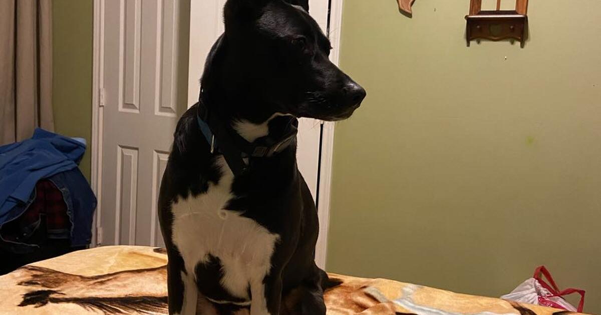 Beautiful Lab/Border Collie. Female, loves people, kids, other dogs