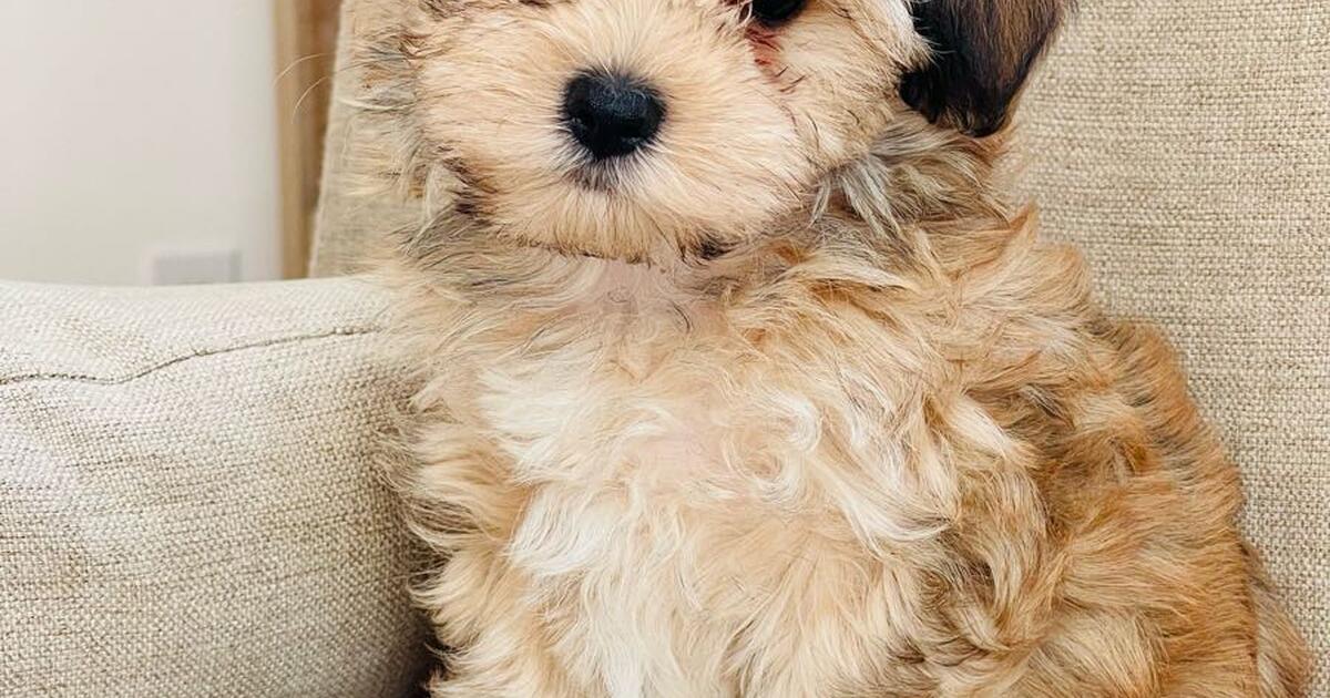 Morkie (yorkie Maltese) male for 1100 in Huntsville, AL Finds — Nextdoor