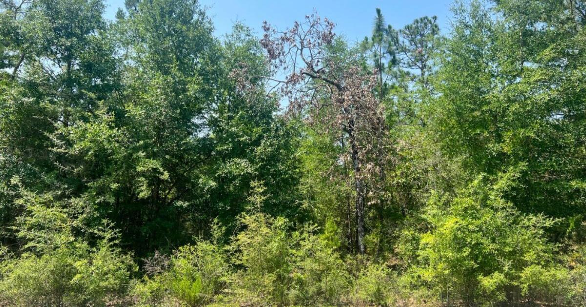 5 acres crestview florida for 105000 in crestview fl finds nextdoor