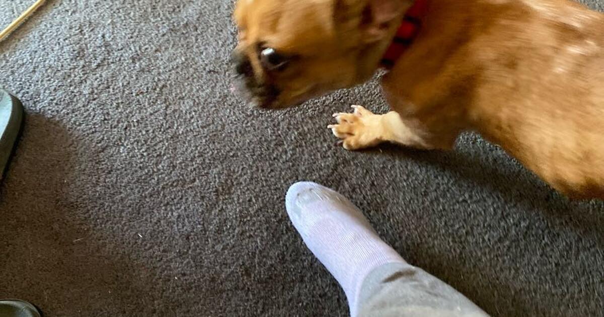 free-to-a-good-home-for-free-in-portsmouth-va-for-sale-free-nextdoor