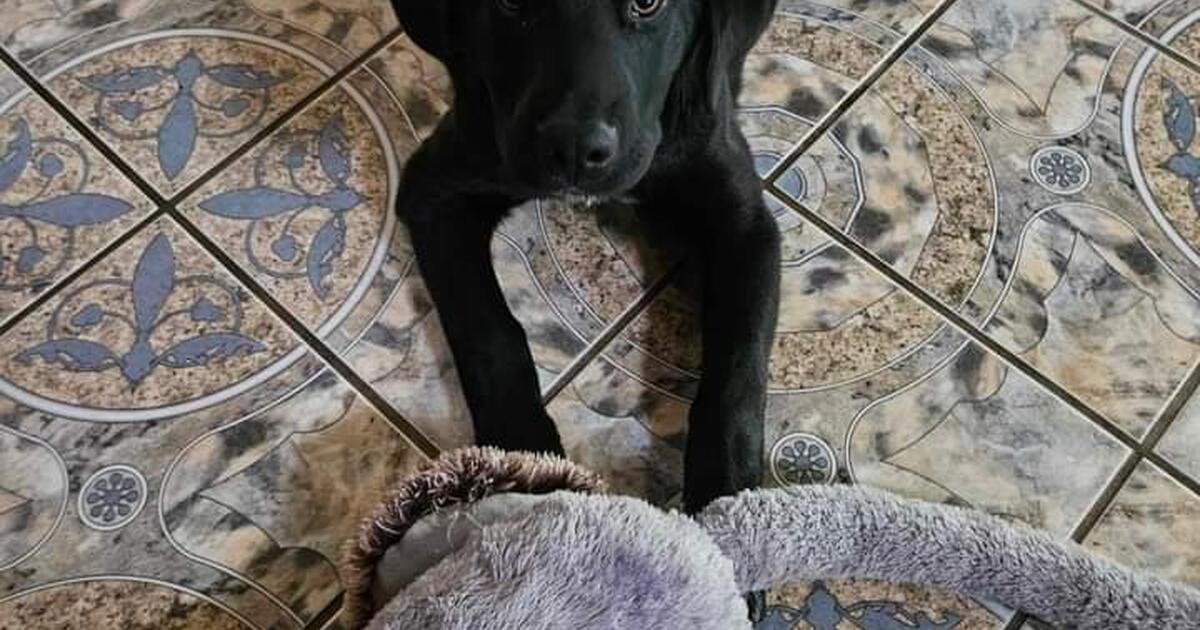 Pyrador / Hunter Pointer Puppy in Forestville, CA For Sale & Free