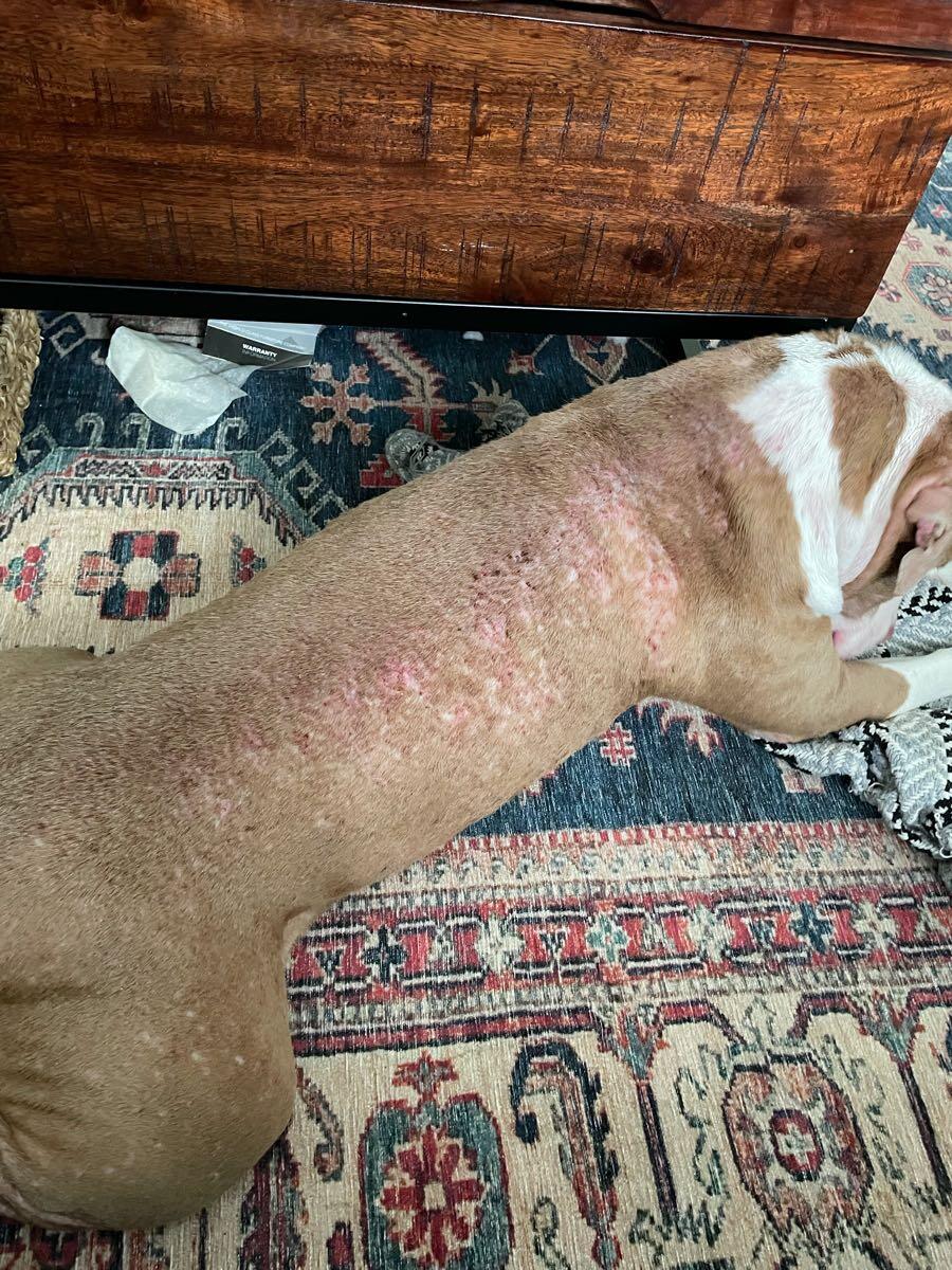 Low cost pet clinic tidwell top